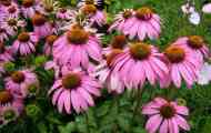 Echinacea purple: својства, примена, употреба за деца, жени, мажи...